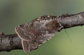 Attēlu rezultāti vaicājumam “Cerastis rubricosa”