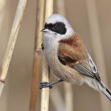 Image result for Remiz pendulinus