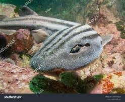 Image result for Poroderma africanum