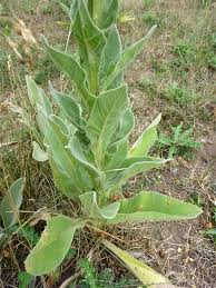 Attēlu rezultāti vaicājumam “Verbascum thapsus leaf”