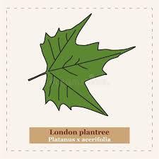 Attēlu rezultāti vaicājumam “Platanus x hispanica (syn. Platanus x acerifolia) leaf”