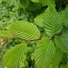 Attēlu rezultāti vaicājumam “Carpinus betulus”
