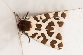 Attēlu rezultāti vaicājumam “Arctia caja imago”