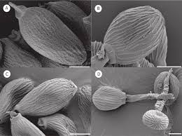 Attēlu rezultāti vaicājumam “Milesina murariae”