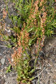 Attēlu rezultāti vaicājumam “Rumex acetosella flower”