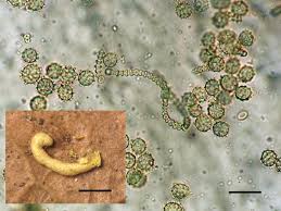 Attēlu rezultāti vaicājumam “Cribraria microcarpa spores”