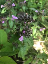 Attēlu rezultāti vaicājumam “Clinopodium vulgare fruit”