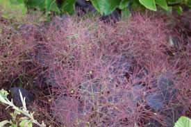 Attēlu rezultāti vaicājumam “Cotinus coggygria”