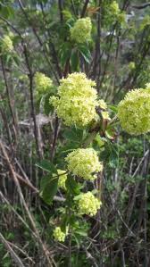 Attēlu rezultāti vaicājumam “Sambucus racemosa”