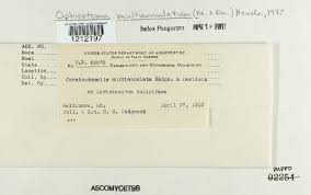 Attēlu rezultāti vaicājumam “Ophiostoma polyporicola”