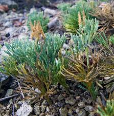 Attēlu rezultāti vaicājumam “Diphasiastrum tristachyum”