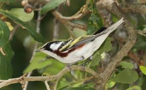 Image result for Dendroica pensylvanica