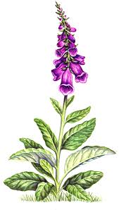 Attēlu rezultāti vaicājumam “Digitalis purpurea fruit”