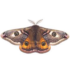 Attēlu rezultāti vaicājumam “Saturnia pavonia”