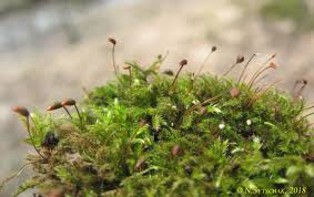 Attēlu rezultāti vaicājumam “Brachythecium salebrosum sporophyte”