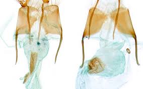 Attēlu rezultāti vaicājumam “Nycteola degenerana”