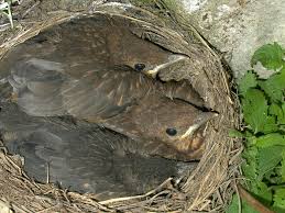 Attēlu rezultāti vaicājumam “Turdus merula nest”