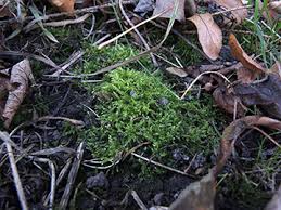 Attēlu rezultāti vaicājumam “Eurhynchium hians”