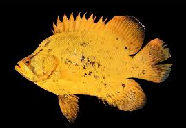 Image result for Lobotes surinamensis