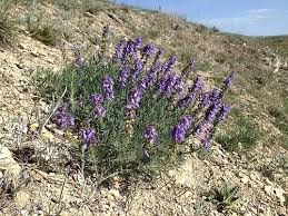 Attēlu rezultāti vaicājumam “Labiatae”