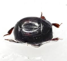 Attēlu rezultāti vaicājumam “Histeridae”