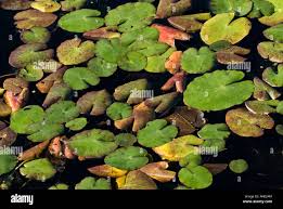 Attēlu rezultāti vaicājumam “Nuphar lutea leaf”