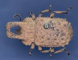 Attēlu rezultāti vaicājumam “Tenebrionidae”