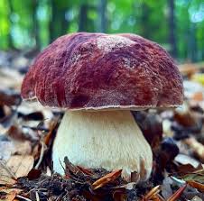 Attēlu rezultāti vaicājumam “Boletus pinophilus”