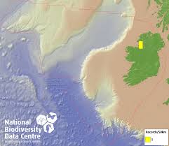 Attēlu rezultāti vaicājumam “Schistidium robustum”