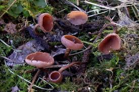 Attēlu rezultāti vaicājumam “Ciboria amentacea”