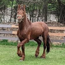 Image result for chestnut friesian