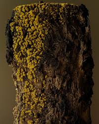 Attēlu rezultāti vaicājumam “Oligonema sp.”