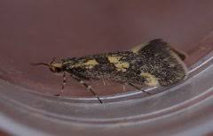 Attēlu rezultāti vaicājumam “Denisia similella”