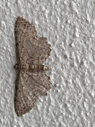 Attēlu rezultāti vaicājumam “Anticollix sparsata”