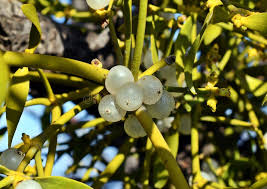 Attēlu rezultāti vaicājumam “Viscum album fruit”