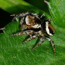 Attēlu rezultāti vaicājumam “Evarcha falcata female”