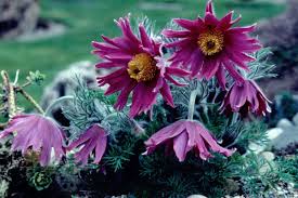 Image result for Pulsatilla