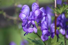 Attēlu rezultāti vaicājumam “Aconitum napellus bud”
