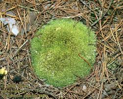 Attēlu rezultāti vaicājumam “Leucobryum glaucum”