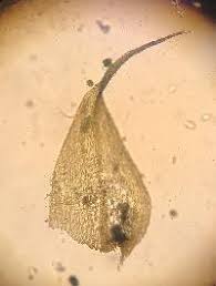 Attēlu rezultāti vaicājumam “Campylium chrysophyllum”