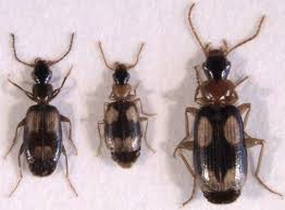 Attēlu rezultāti vaicājumam “Calodromius spilotus”