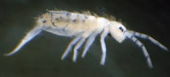 Attēlu rezultāti vaicājumam “Collembola”