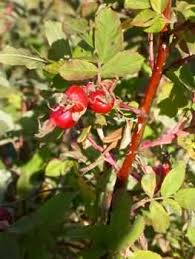Attēlu rezultāti vaicājumam “Rosa majalis fruit”