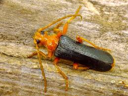 Attēlu rezultāti vaicājumam “Rhamnusium bicolor”