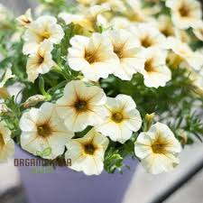 Image result for Petunia hybrida