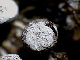 Attēlu rezultāti vaicājumam “Diderma hemisphaericum macro”