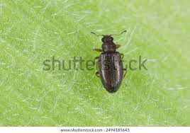 Attēlu rezultāti vaicājumam “Latridiidae”