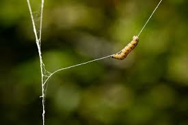 Attēlu rezultāti vaicājumam “Yponomeuta malinellus / cagnagella imago”