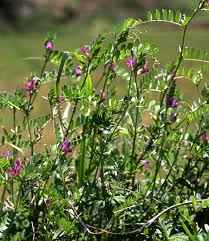 Attēlu rezultāti vaicājumam “Vicia angustifolia leaf”