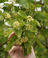 Attēlu rezultāti vaicājumam “Acer tataricum bud”